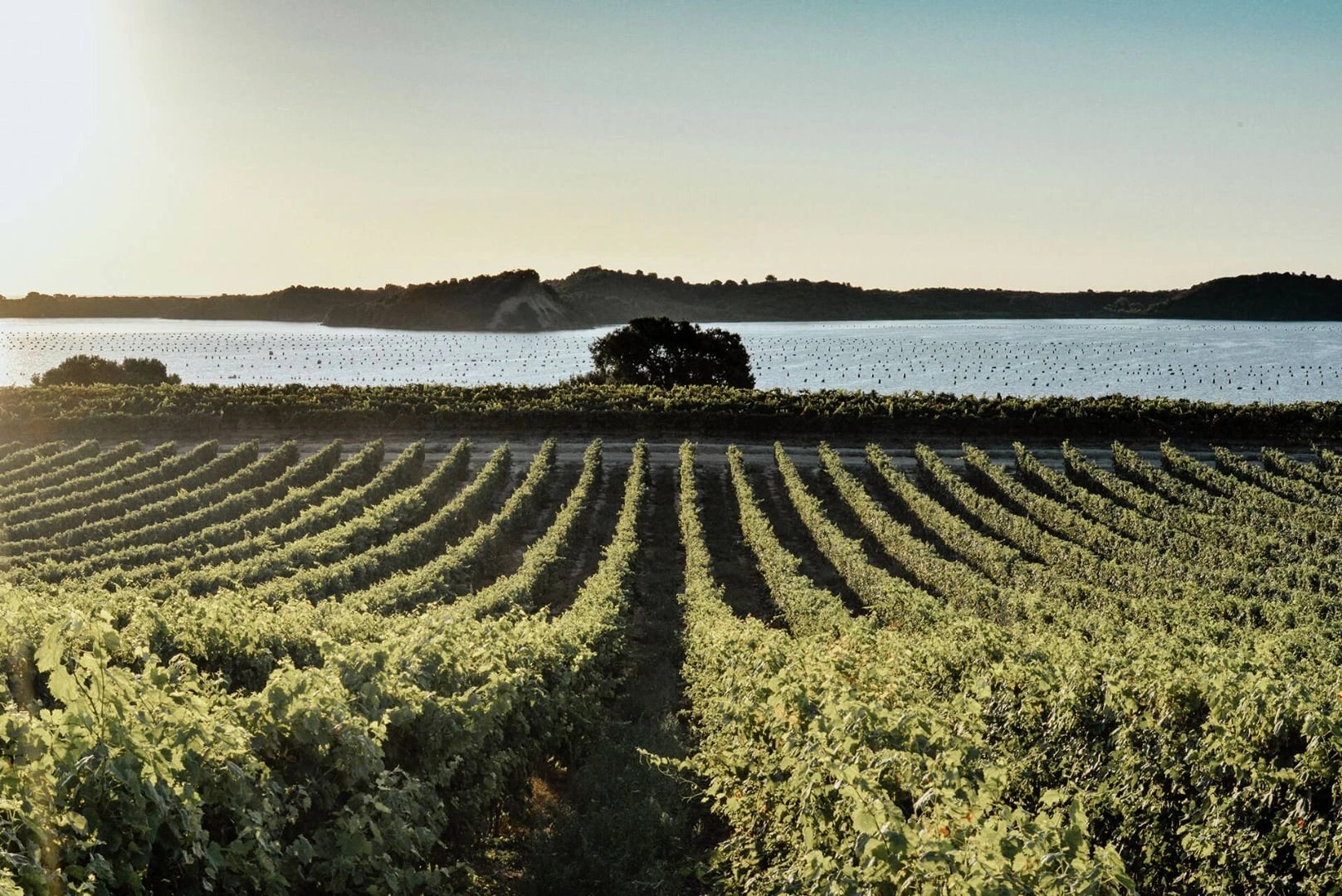 Vignoble en rangées avec vue sur lac et forêt, paysage agricole serein